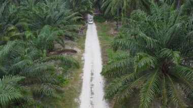 Perak, Malezya. 22 Temmuz 2025: Kg Koh palmiye yağı çiftliğindeki patika yolu boyunca yabani otları ayıklayan ve çapalayan bir çiftçinin hava sahnesi. 