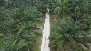 Perak, Malezya. 22 Temmuz 2025: Kg Koh palmiye yağı çiftliğindeki patika yolu boyunca yabani otları ayıklayan ve çapalayan bir çiftçinin hava sahnesi. 