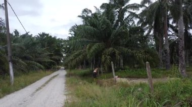 Perak, Malezya. 22 Temmuz 2025: Kg Koh palmiye yağı çiftliğindeki patika yolu boyunca yabani otları ayıklayan ve çapalayan bir çiftçinin hava sahnesi. 