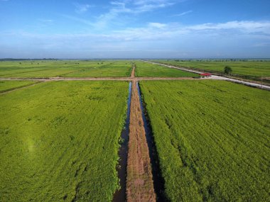Yarı su tarlası çeltik tarlası çiftliğinin yemyeşil hava manzarası.