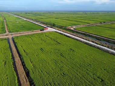 Yarı su tarlası çeltik tarlası çiftliğinin yemyeşil hava manzarası.