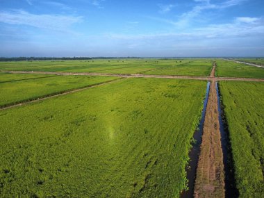 Yarı su tarlası çeltik tarlası çiftliğinin yemyeşil hava manzarası.