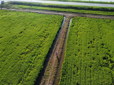 Yarı su tarlası çeltik tarlası çiftliğinin yemyeşil hava manzarası.