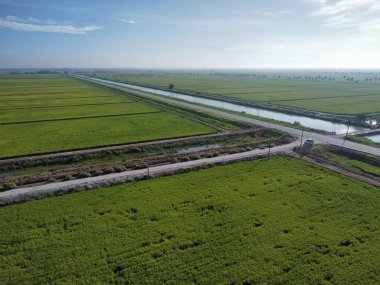 Yarı su tarlası çeltik tarlası çiftliğinin yemyeşil hava manzarası.