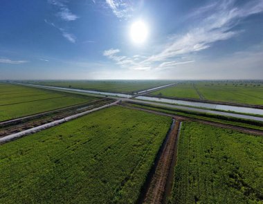 Yarı su tarlası çeltik tarlası çiftliğinin yemyeşil hava manzarası.