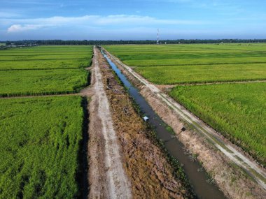 Yarı su tarlası çeltik tarlası çiftliğinin yemyeşil hava manzarası.