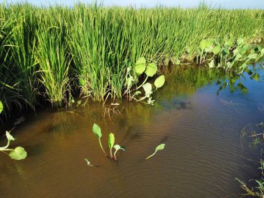 Yarı sulu çeltik tarlası çiftliğinin yemyeşil manzarası.