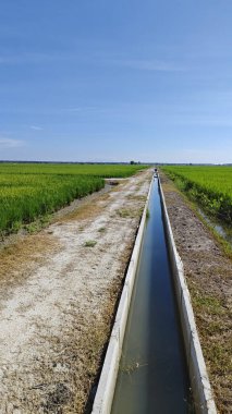 Yarı sulu çeltik tarlası çiftliğinin yemyeşil manzarası.