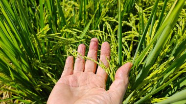 Yarı sulu çeltik tarlası çiftliğinin yemyeşil manzarası.