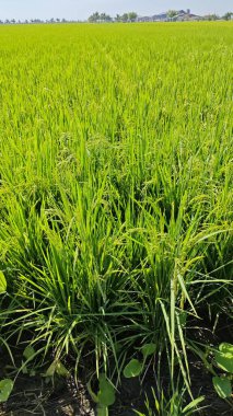 Yarı sulu çeltik tarlası çiftliğinin yemyeşil manzarası.