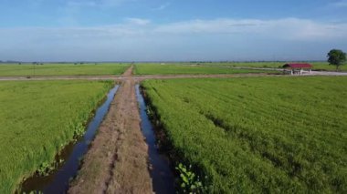 Yarı su tarlası çeltik tarlası çiftliğinin yemyeşil hava manzarası. 