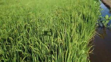 Yarı su tarlası çeltik tarlası çiftliğinin yemyeşil hava manzarası. 