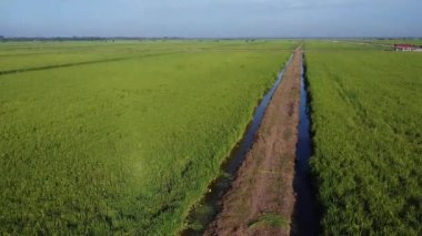 Yarı su tarlası çeltik tarlası çiftliğinin yemyeşil hava manzarası. 
