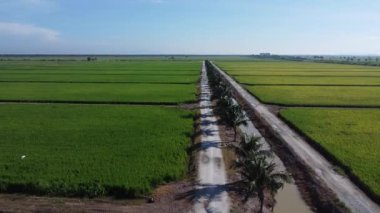 Yarı su tarlası çeltik tarlası çiftliğinin yemyeşil hava manzarası. 