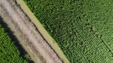 Yarı su tarlası çeltik tarlası çiftliğinin yemyeşil hava manzarası. 
