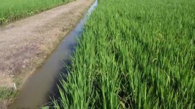 Yarı su tarlası çeltik tarlası çiftliğinin yemyeşil hava manzarası. 