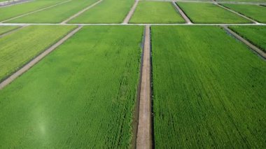 Yarı su tarlası çeltik tarlası çiftliğinin yemyeşil hava manzarası. 
