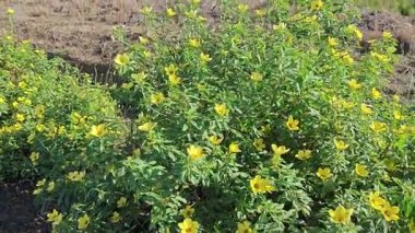 Sarı bilge gül bitkisi çeltik tarlasında toprak yol kenarında yetişiyor gibi görünüyor..