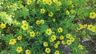 Sarı bilge gül bitkisi çeltik tarlasında toprak yol kenarında yetişiyor gibi görünüyor..