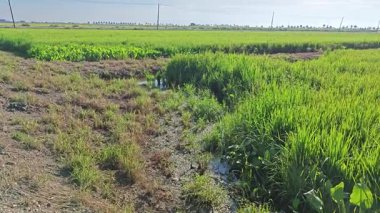 Yarı sulu çeltik tarlası çiftliğinin yemyeşil manzarası.
