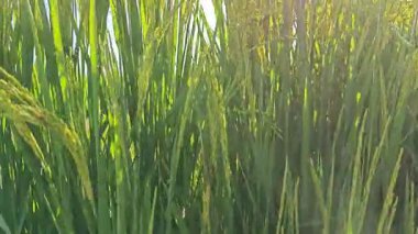 Yarı sulu çeltik tarlası çiftliğinin yemyeşil manzarası.