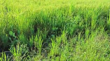 Yarı sulu çeltik tarlası çiftliğinin yemyeşil manzarası.