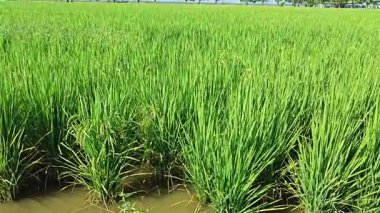 Yarı sulu çeltik tarlası çiftliğinin yemyeşil manzarası.