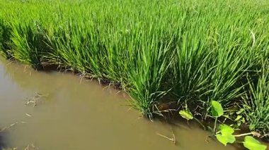 Yarı sulu çeltik tarlası çiftliğinin yemyeşil manzarası.