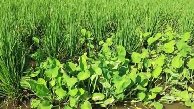 Yarı sulu çeltik tarlası çiftliğinin yemyeşil manzarası.