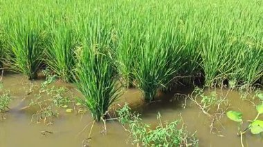 Yarı sulu çeltik tarlası çiftliğinin yemyeşil manzarası.