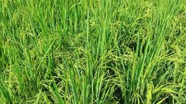 Yarı sulu çeltik tarlası çiftliğinin yemyeşil manzarası.