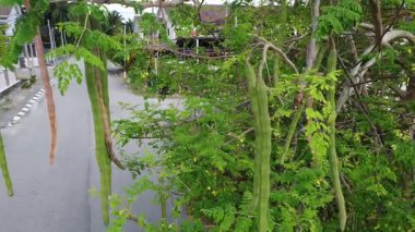 Dallarında sallanan uzun ve ince, taze bir sabah modülünün hava manzarası.