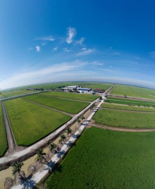 Yarı su tarlası çeltik tarlası çiftliğinin panoramik yemyeşil manzarası.