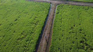 Yarı su çeltik tarlasında uçan erkek bir dronun hava görüntüsü..  