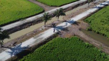 Yarı su çeltik tarlasında uçan erkek bir dronun hava görüntüsü..  