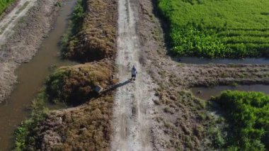 Yarı su çeltik tarlasında uçan erkek bir dronun hava görüntüsü..  