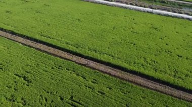 Yarı su çeltik tarlasında uçan erkek bir dronun hava görüntüsü..  