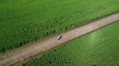 Yarı su çeltik tarlasında uçan erkek bir dronun hava görüntüsü..  