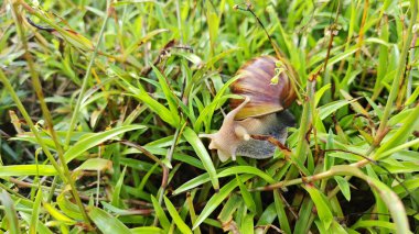 Achatina fulica salyangozu çalı yeşil çayırlarda sürünüyor..