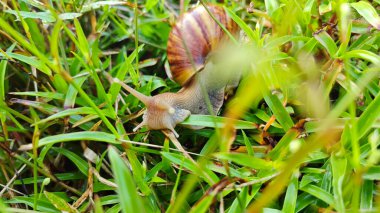 Achatina fulica salyangozu çalı yeşil çayırlarda sürünüyor..