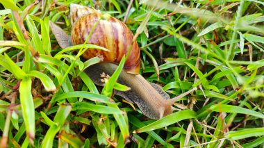 Achatina fulica salyangozu çalı yeşil çayırlarda sürünüyor..