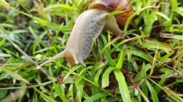 Achatina fulica salyangozu çalı yeşil çayırlarda sürünüyor..