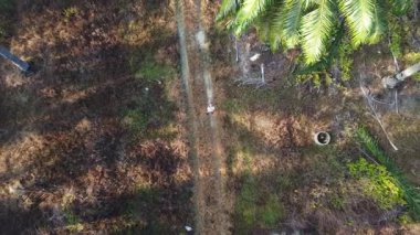 Terk edilmiş ahşap arazinin etrafındaki terk edilmiş ahşap arazide insansız hava aracı uçuran bir adamın hava görüntüsü..  