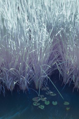 Yarı su çeltik tarlası tarlası manzarasının kızılötesi görüntüsü.