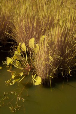 Yarı su çeltik tarlası tarlası manzarasının kızılötesi görüntüsü.