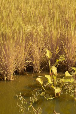 Yarı su çeltik tarlası tarlası manzarasının kızılötesi görüntüsü.