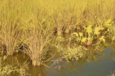 Yarı su çeltik tarlası tarlası manzarasının kızılötesi görüntüsü.