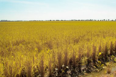 Yarı su çeltik tarlası tarlası manzarasının kızılötesi görüntüsü.