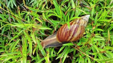 Achatina fulica salyangozu çalı yeşil çayırlarda sürünüyor..