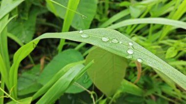 Bir çift ıslak damlacık, sarkık yaprakların yüzeyinde nem bırakıyor..